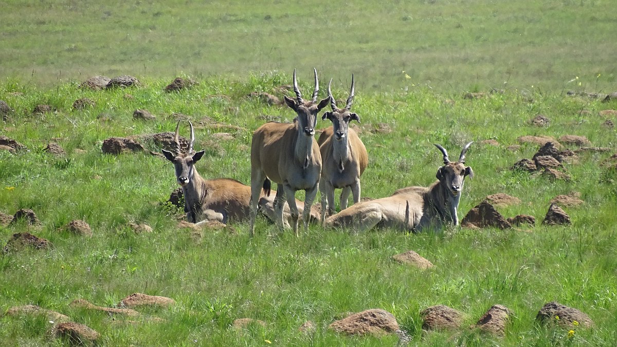 eine Gruppe Eland Antilopen