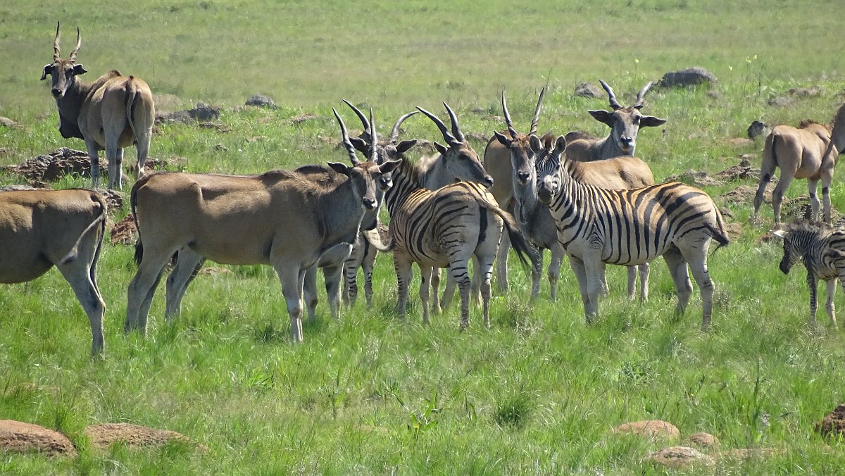 Elands und Zebras friedlich vereint