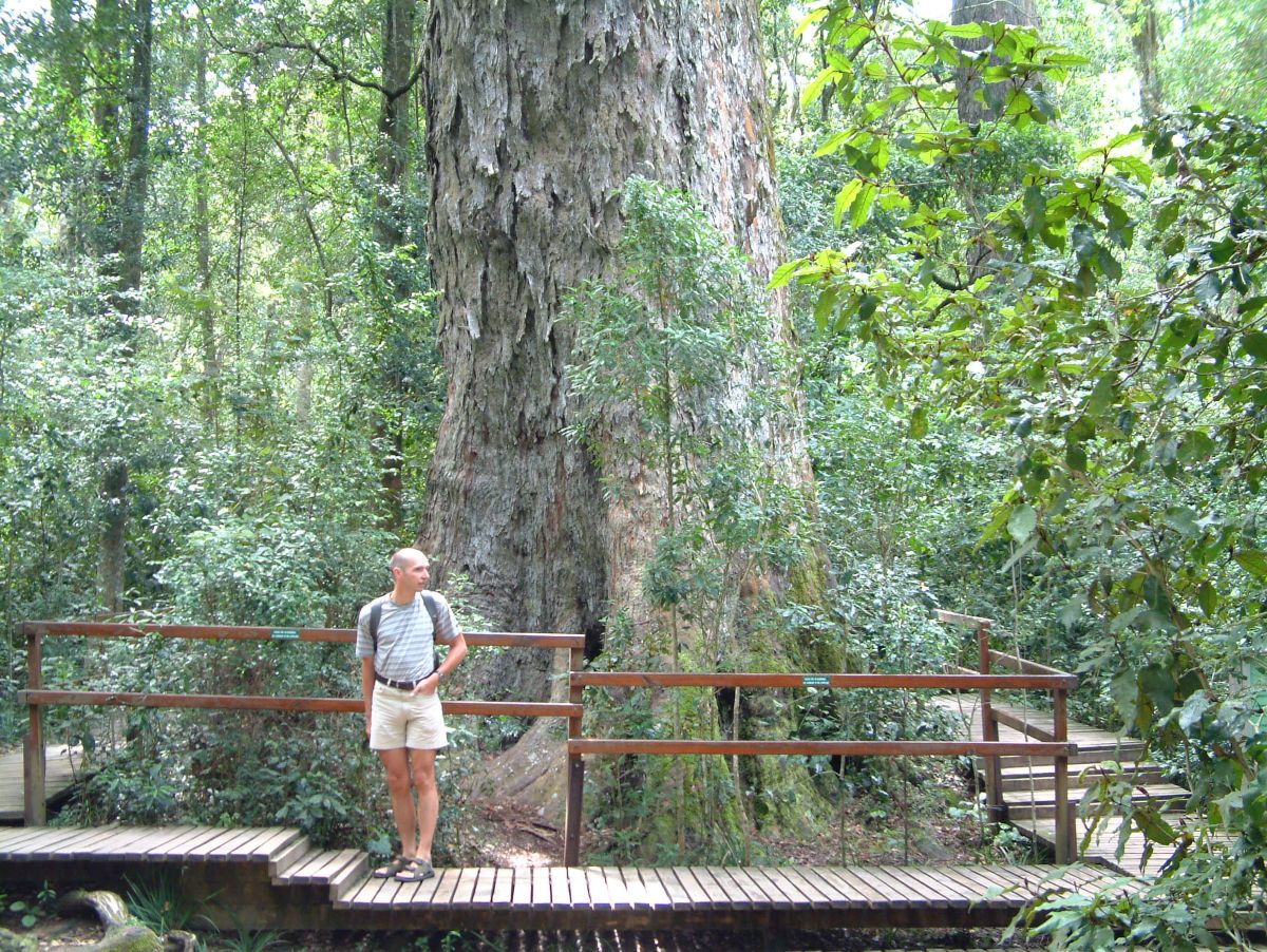 "Big Tree" bei Stormsriver, ein Yellowwood-Baum mit 9m Stammumfang
