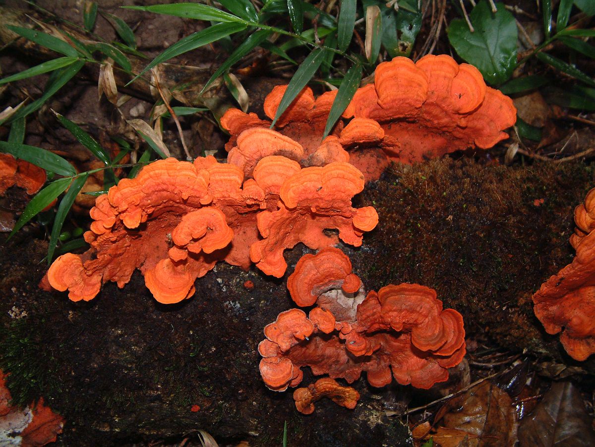 farbenfrohe Pilze