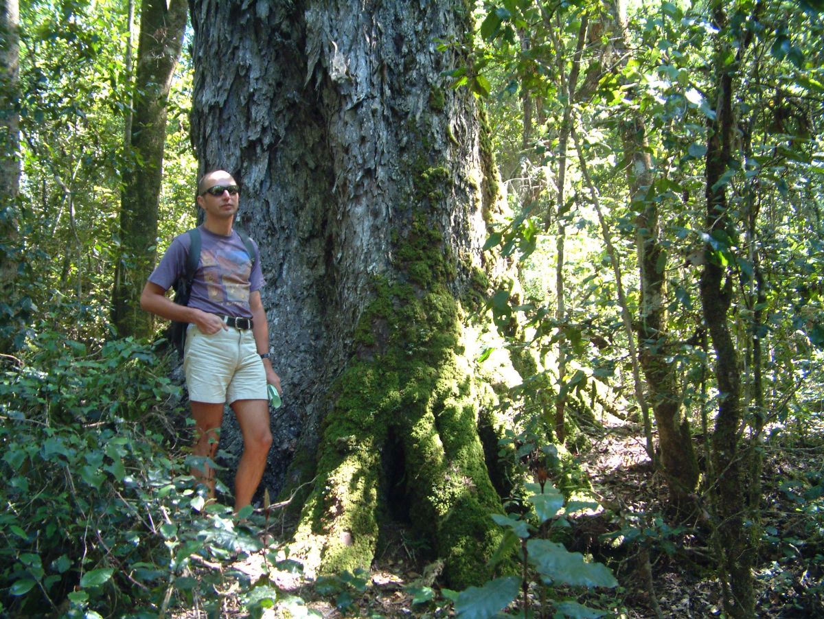 Wandern im The Big Tree & Forest Walk Wilderness