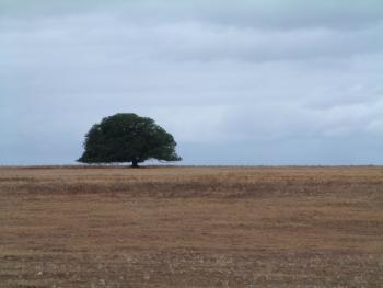 einsamer Baum auf der Fahr nach Witsand