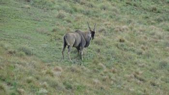 eine stattliche Eland-Antilope beobachtet uns