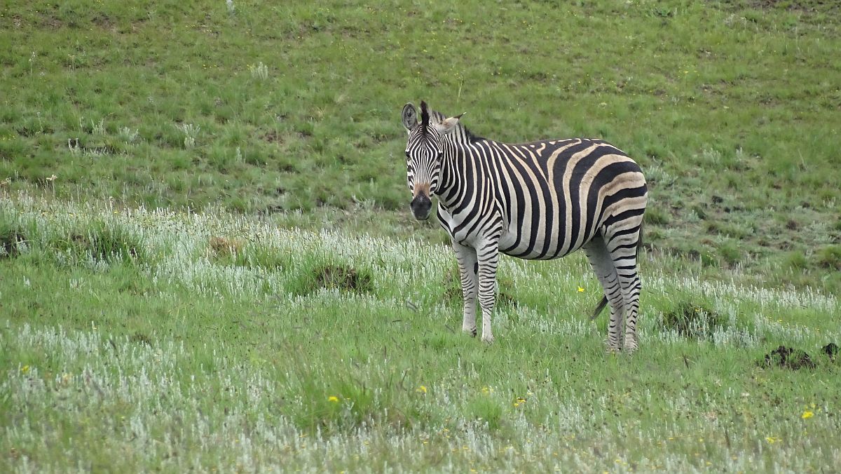 Zebra am Wegesrand