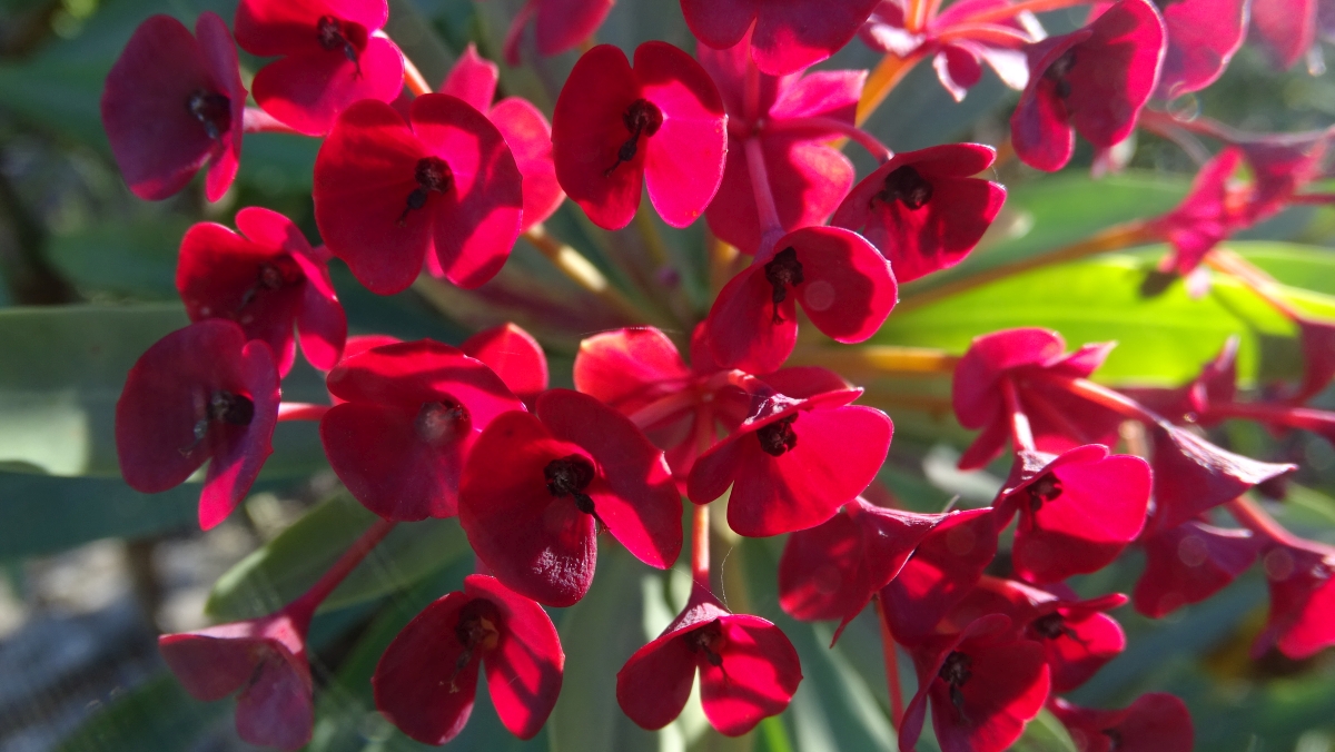 Dunkelpurpurrote Wolfsmilch (Euphorbia atropurpurea)