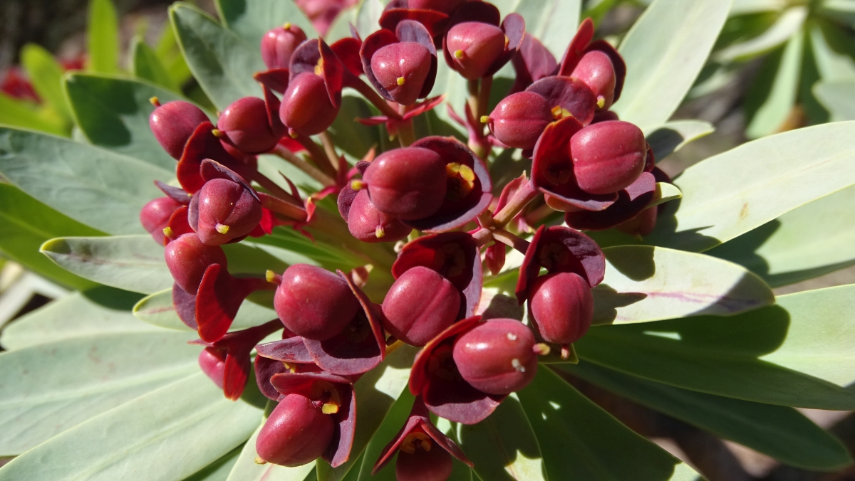 Dunkelpurpurrote Wolfsmilch (Euphorbia atropurpurea)