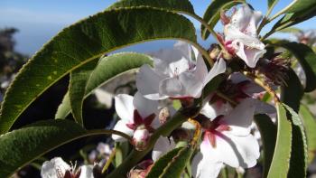 Mandelblüten