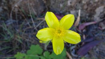 Kanaren-Hahnenfuß (Ranunculus cortusifolius)