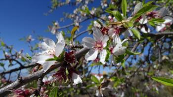 Mandelblüten