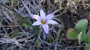 Kanaren-Scheinkrokus (Romulea grandiscapa)