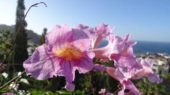 Weitschlundrige Bignonie, auch Rosa Trompetenwein (Podranea ricasoliana)