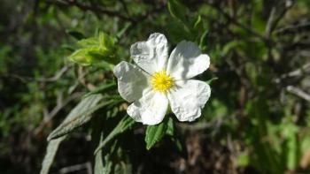 Montpellier-Zistrose (Cistus monspeliensis)