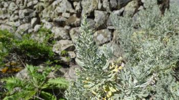 stark duftender Kanarischer Beifuß- Artemisia thuscula