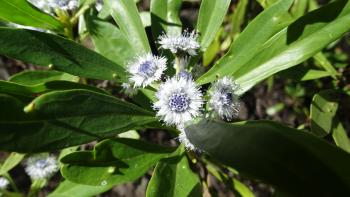 Weidenblättrige Kugelblume (Globularia salicina)