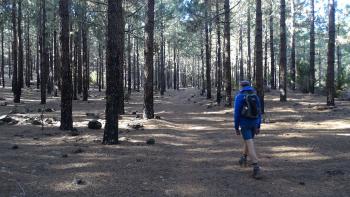 trockener Kiefernwald