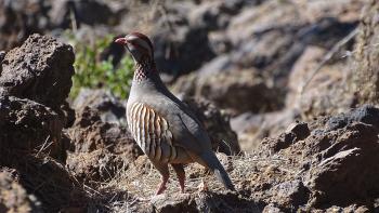 Steinhuhn (Alectoris graeca)