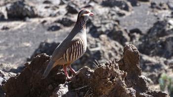 Steinhuhn (Alectoris graeca)