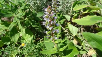 Steifer Natternkopf (echium strictum)