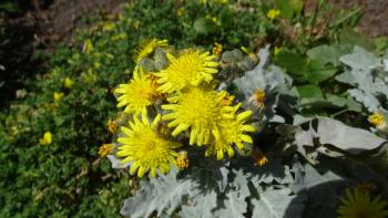 Kanarisches Edelweiß (Andryala pinnatifida) nur zu verstehen, solange die Pflanze nicht blüht