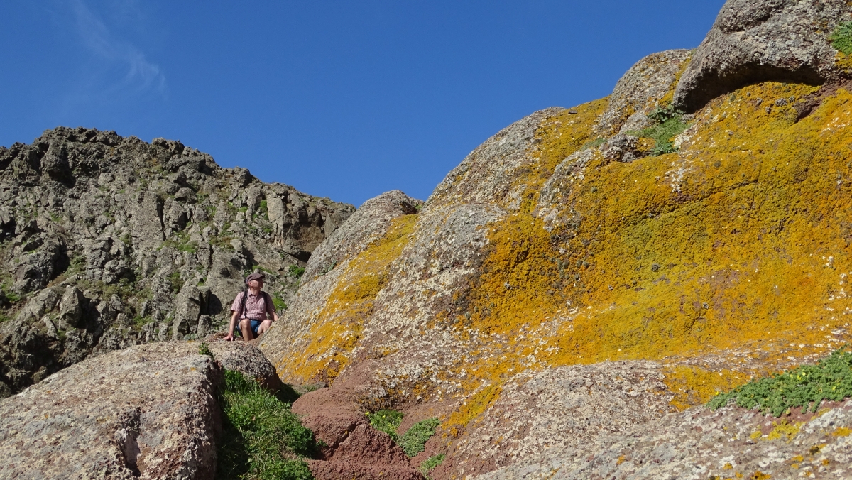 Rast auf orangen Felsen