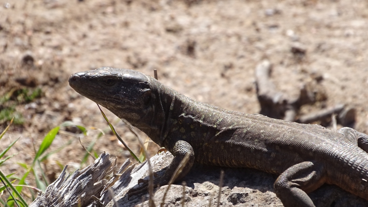 Kanareneidechse (Gallotia galloti)