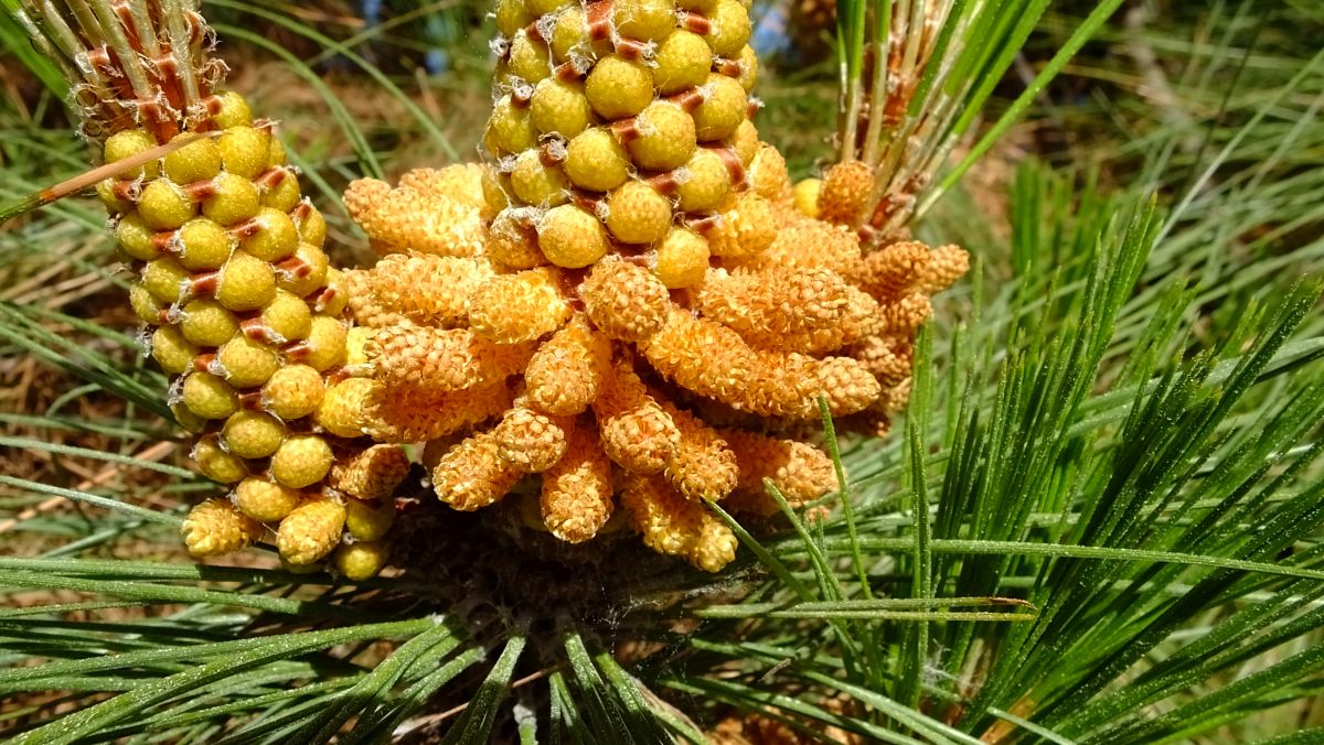 Kanarische Kiefer (Pinus canariensis)