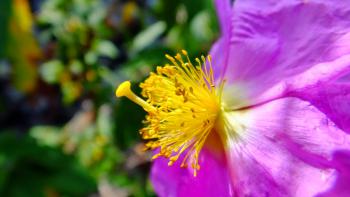 Beinwellblättrige Zistrose (Amargante, Cistus symphytifolius)