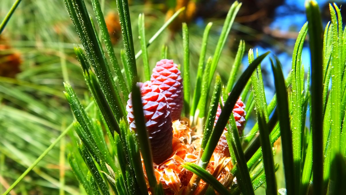 Blüten der Kanarischen Kiefer