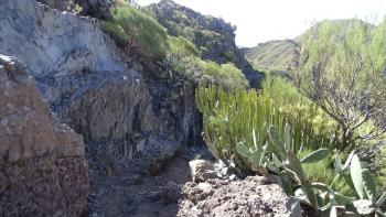 üppige Trockenvegetation