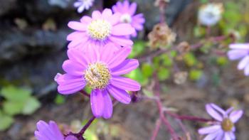 Igelhüllkelch-Cinerarie (Pericallis echinata)