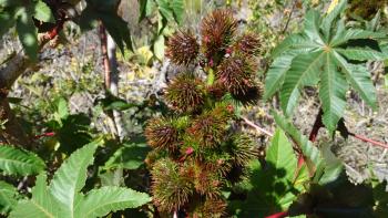 Rhizinus