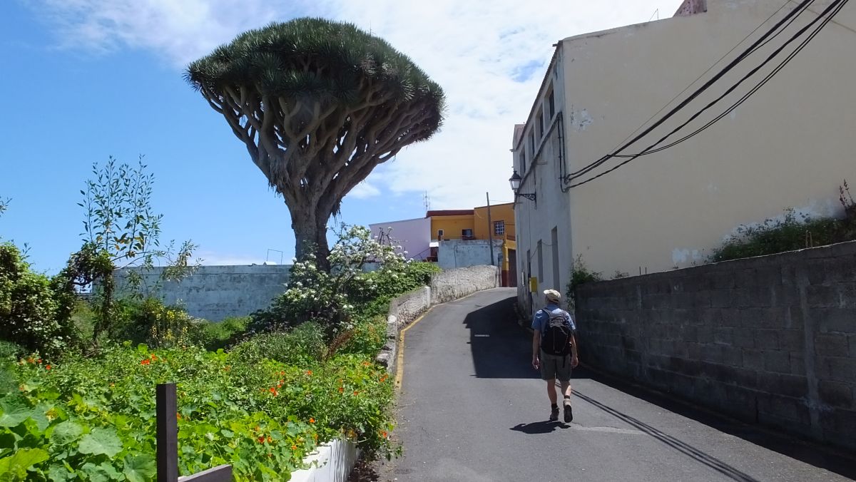 Drachenbaum in San Juan del Reparo