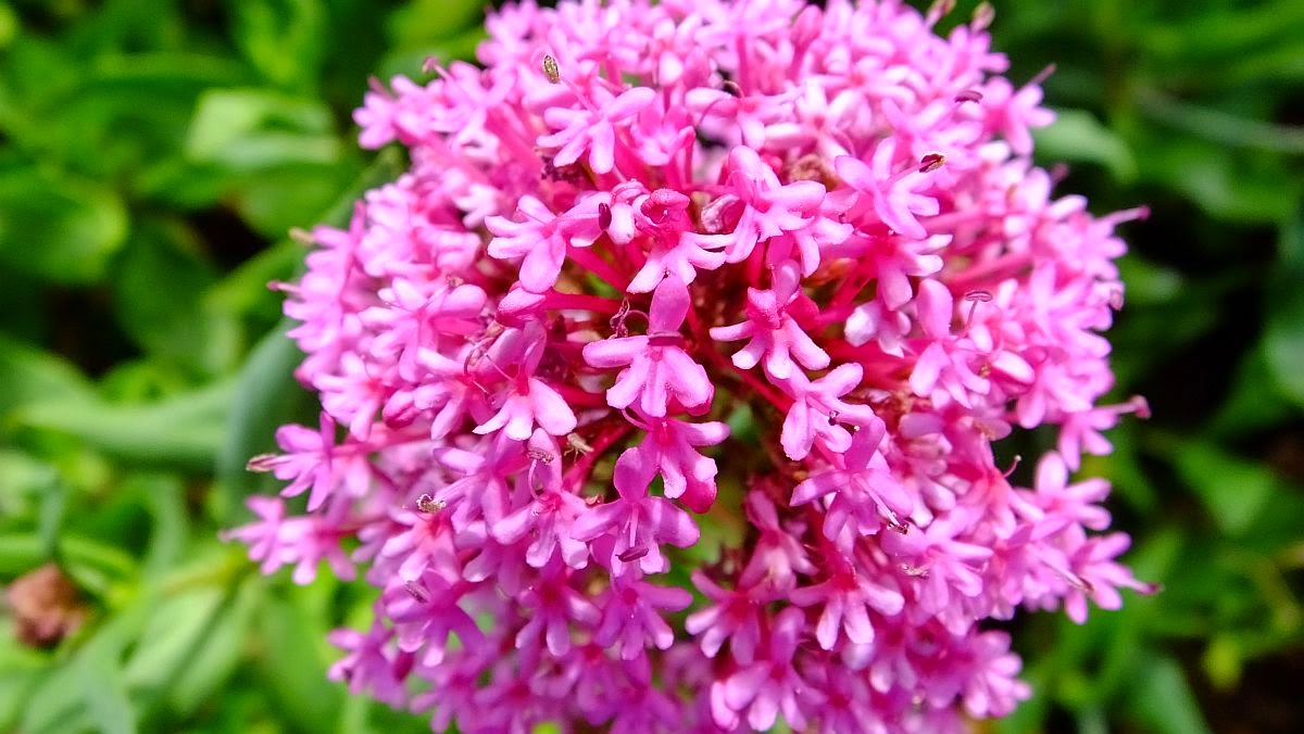 leider kein Duftfoto möglich, Rote Spornblume (Centranthus ruber)