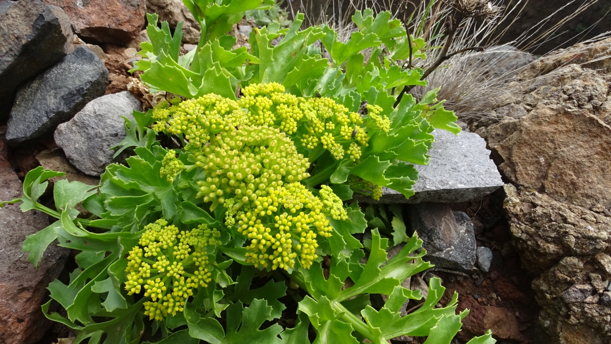 Nymphendolde (Astydamia latifolia)