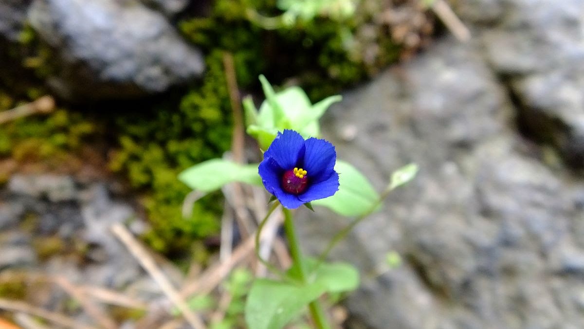 Acker-Gauchheil (Anagallis arvensis)