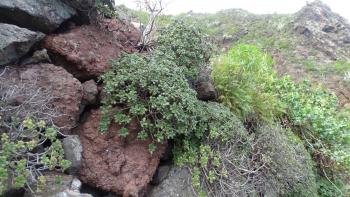 Lindleys Aeonium (Aeonium lindleyi lindleyi)