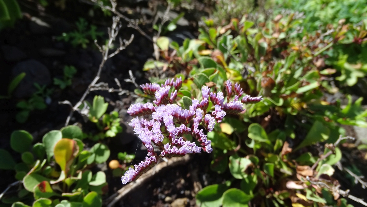 Strauchiger Strandflieder (Limonium fruticans)