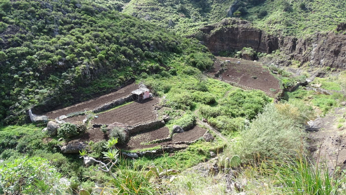 eine der wenigen noch produzierenden Fincas im Barranco de Afur