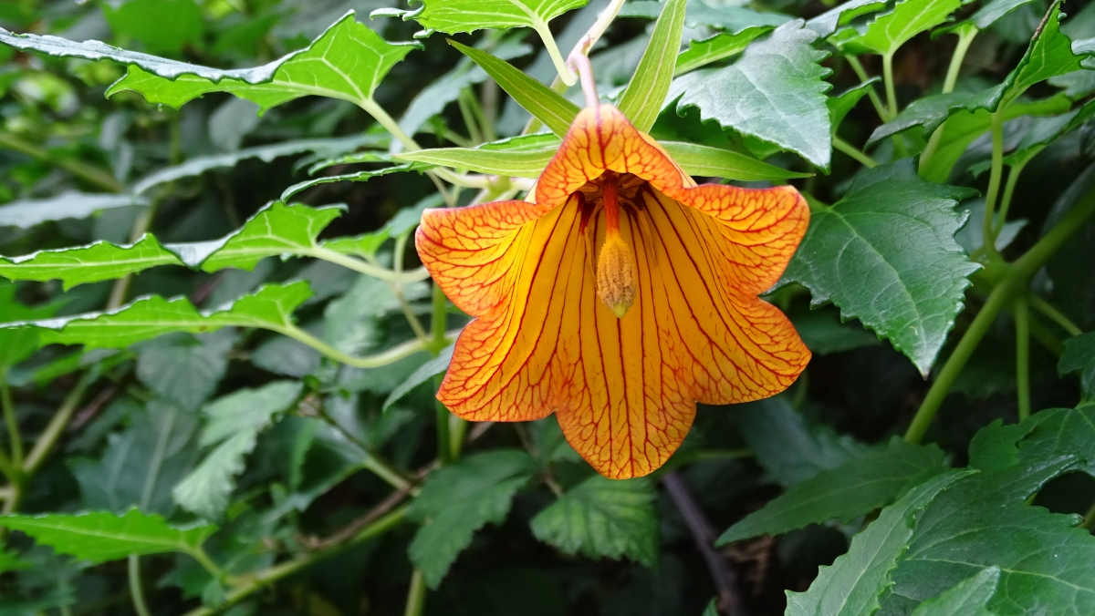 Kanaren-Glockenblume (Canarina canariensis)