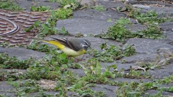 Schafstelze (Motacilla flava)