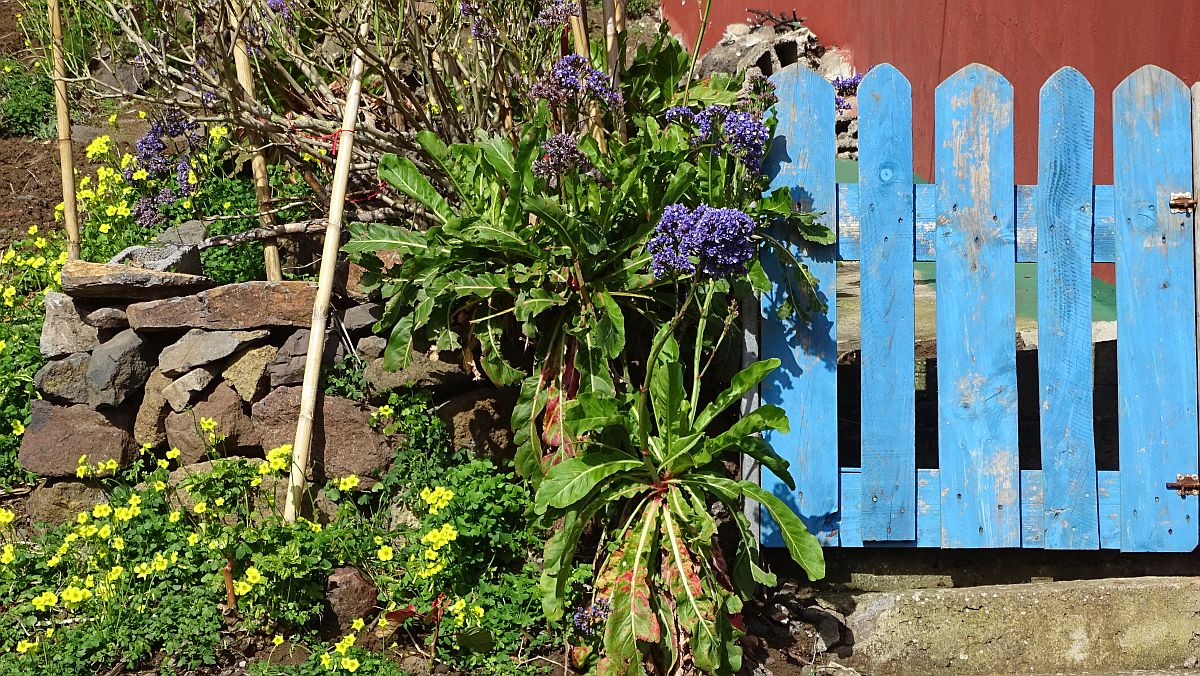 Gartendetail in Las Carboneras