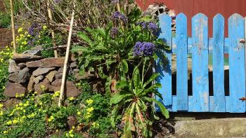 Gartendetail in Las Carboneras
