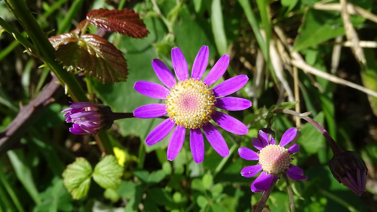 Igelhüllkelch-Cinarie (Pericallis echinata)