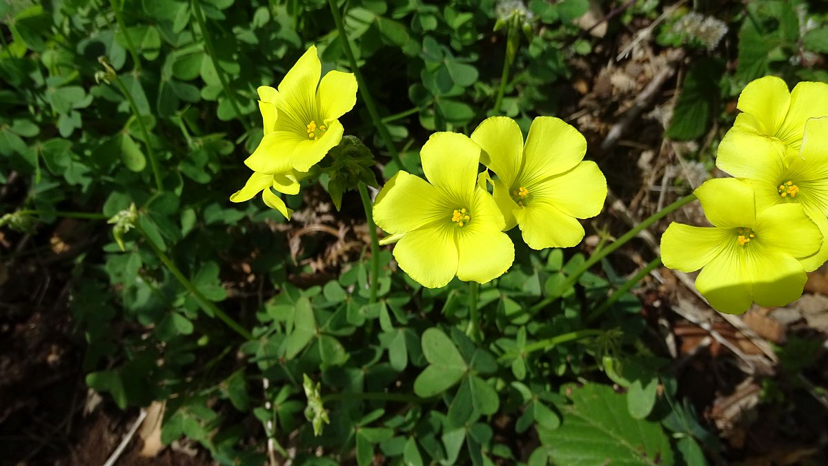 Nickender Sauerklee (Oxalis pes-caprae)