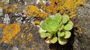 typisches Bild, Aeonium auf Felsen mit Flechten