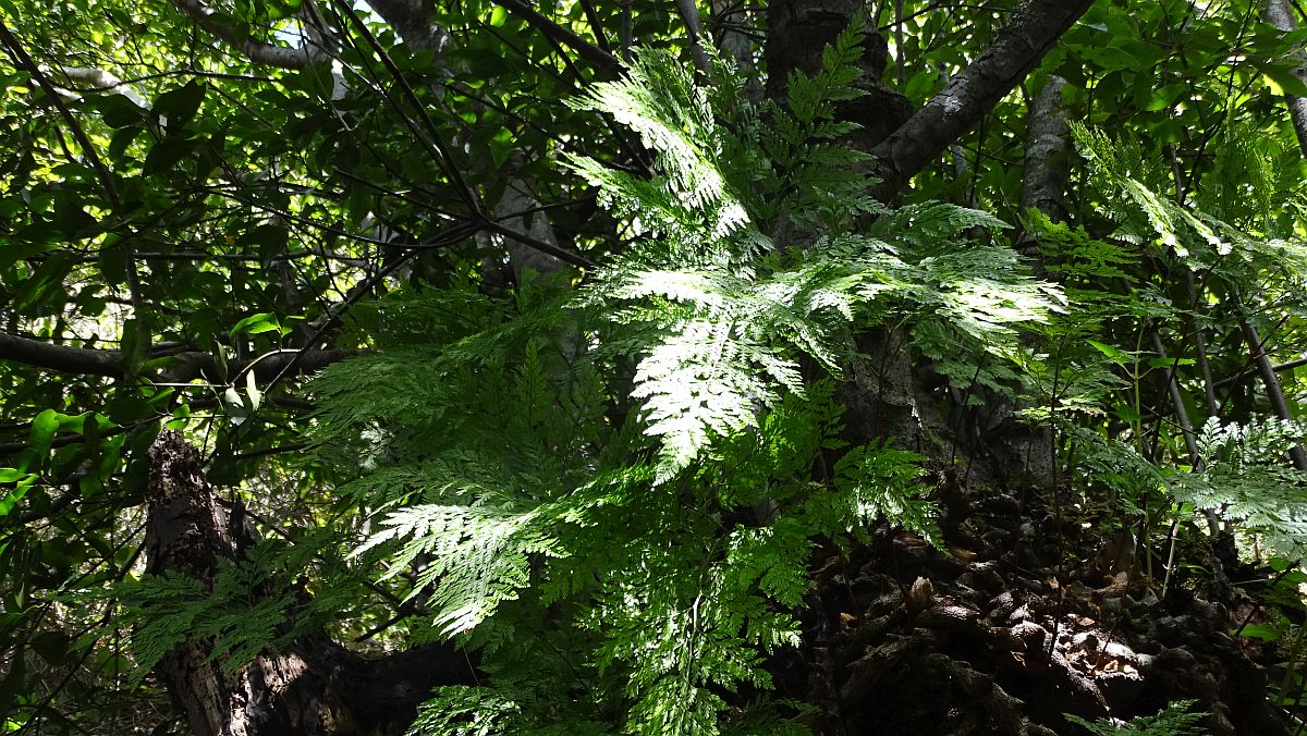 Prächtiger Haarfarn (Vandenboschia speciosa)