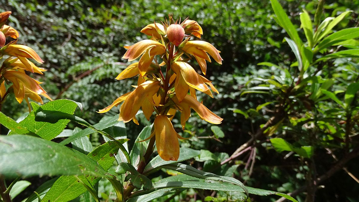 Tenerife-Kanarenfingerhut (Isoplexis canariensis)