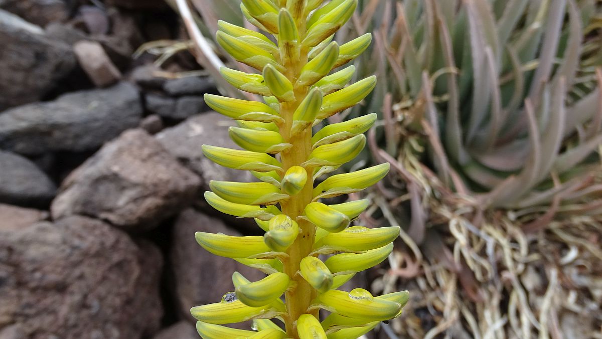 Echte Aloe (Aloe vera)