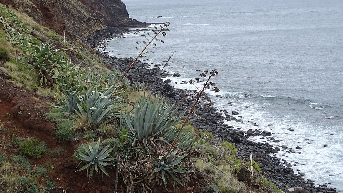 Amerkanische Agave