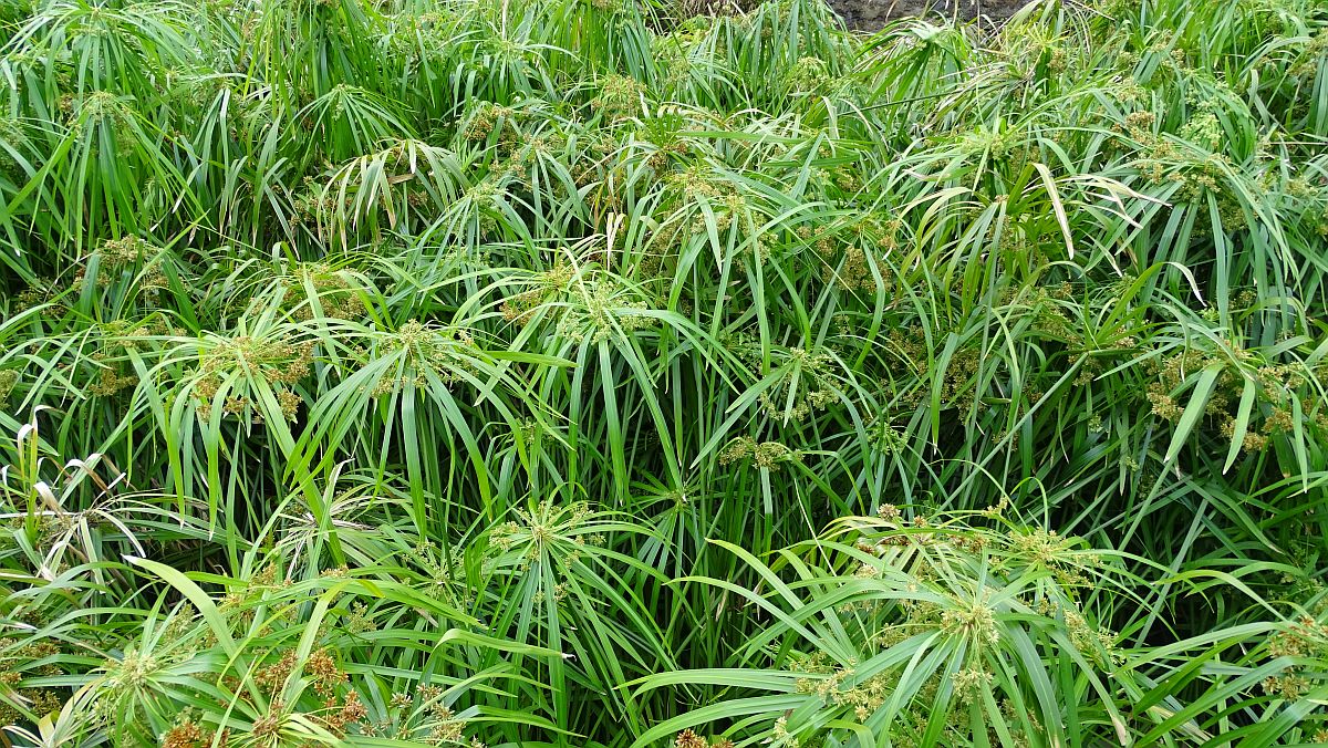 Schirm-Zyperngras (Cyperus involucratus)